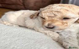 Cockapoo dogs for sale: Adorable F1B Cockapoo Puppies ready 6th November - Image 4