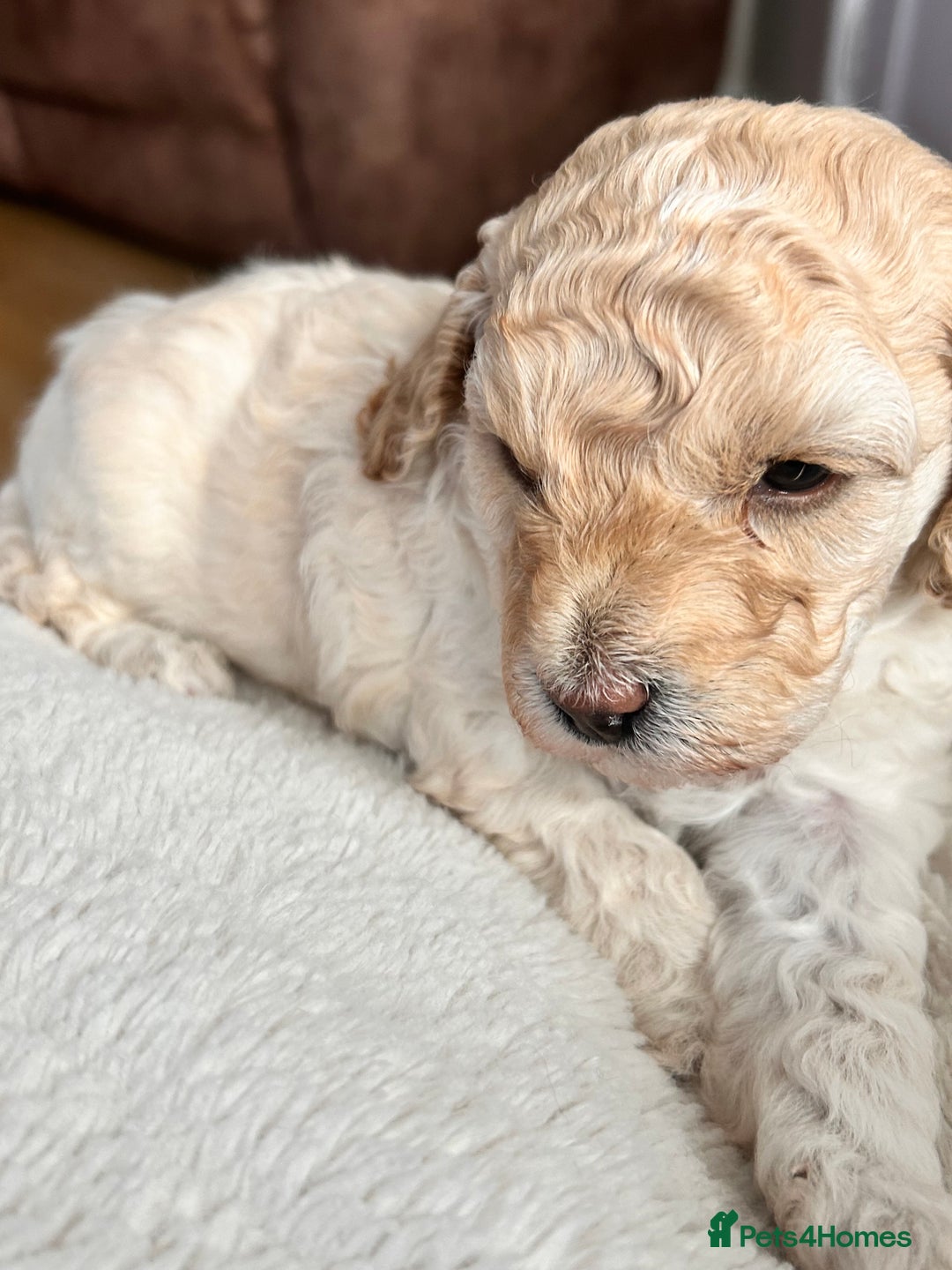 Cockapoo dogs for sale: Adorable F1B Cockapoo Puppies ready 6th November - Image 4