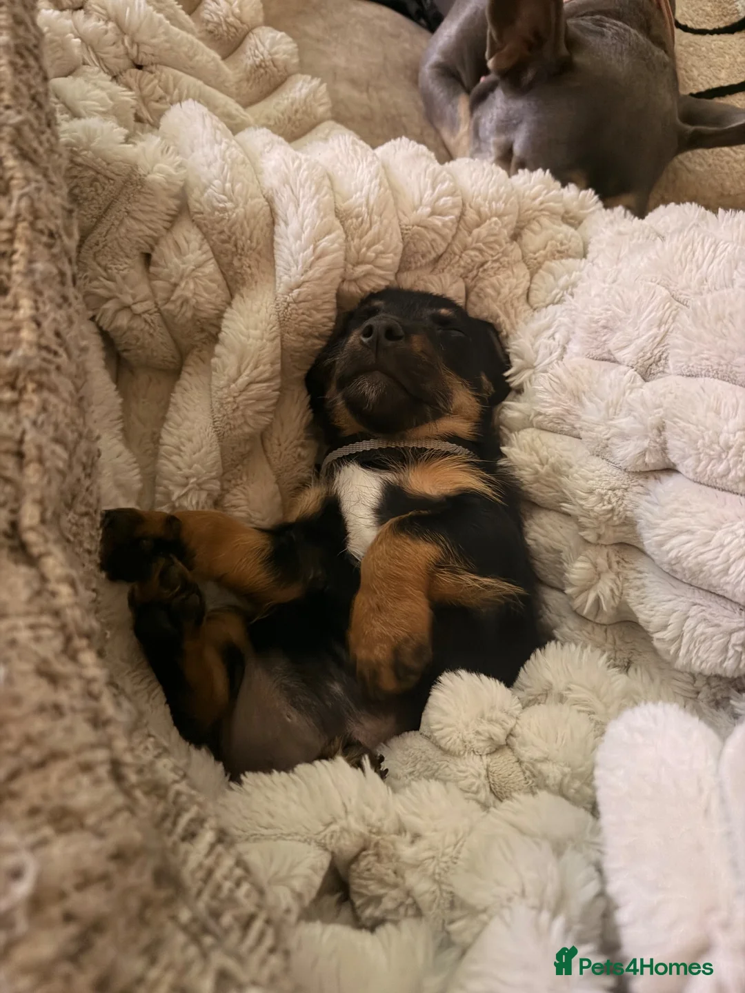 Mixed Breed dogs for sale: Jack Russell cross Yorkie  - Advert 2