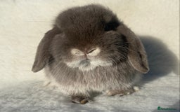 Mini Lop rabbits for sale: 3 pretty does needing new homes - Advert 12