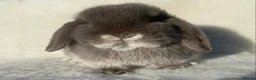 Mini Lop rabbits for sale: A pretty does needing a new home - Advert 12