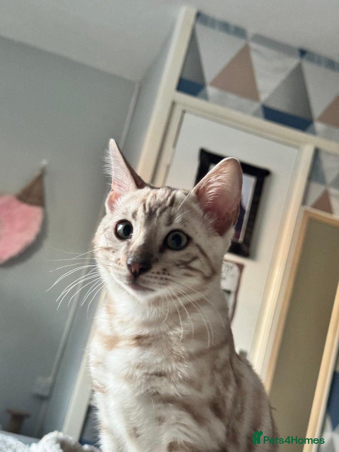 Bengal cats for sale: Tica registered beautiful kittens - Advert 15