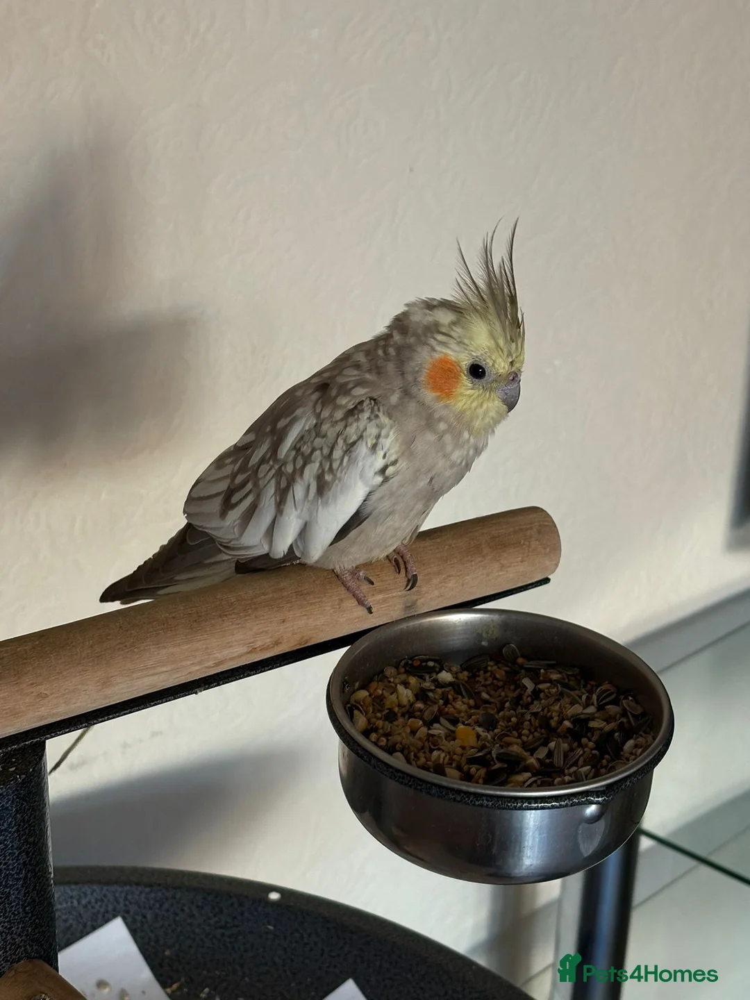 Cockatiels birds for sale: Female cockateil named Zara  - Advert 3