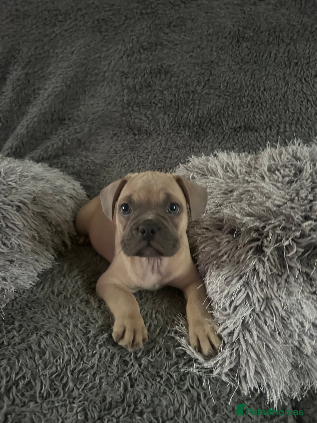Mixed Breed dogs for sale: Rare breed French Bulldog x English bulldog   - Image 7