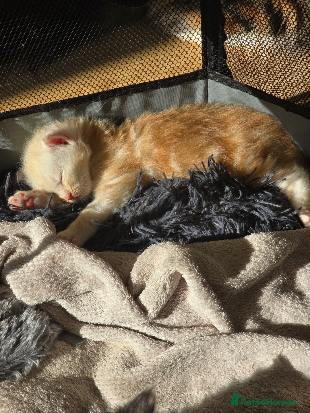 Maine Coon cats for sale: TICA Pedigree Maine Coon Kittens  - Image 9