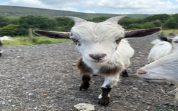 Goats livestock for sale: Pygmy Billygoat - Image 1