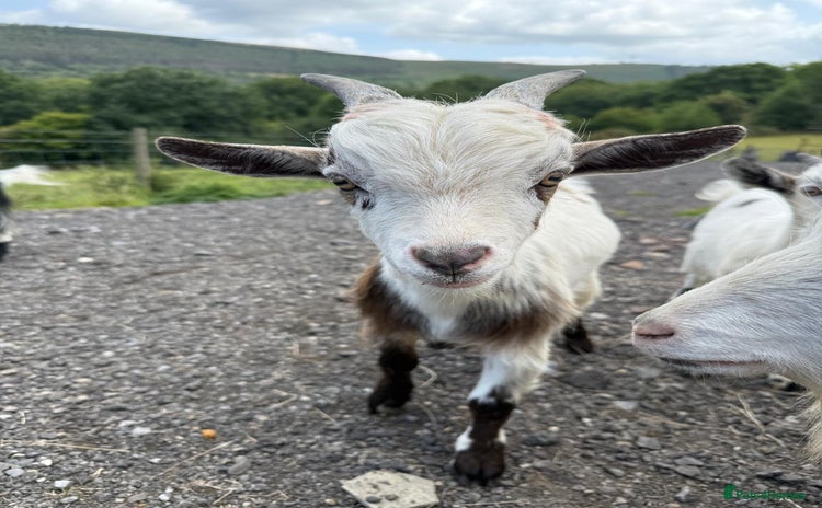 Goats livestock - Advert 1