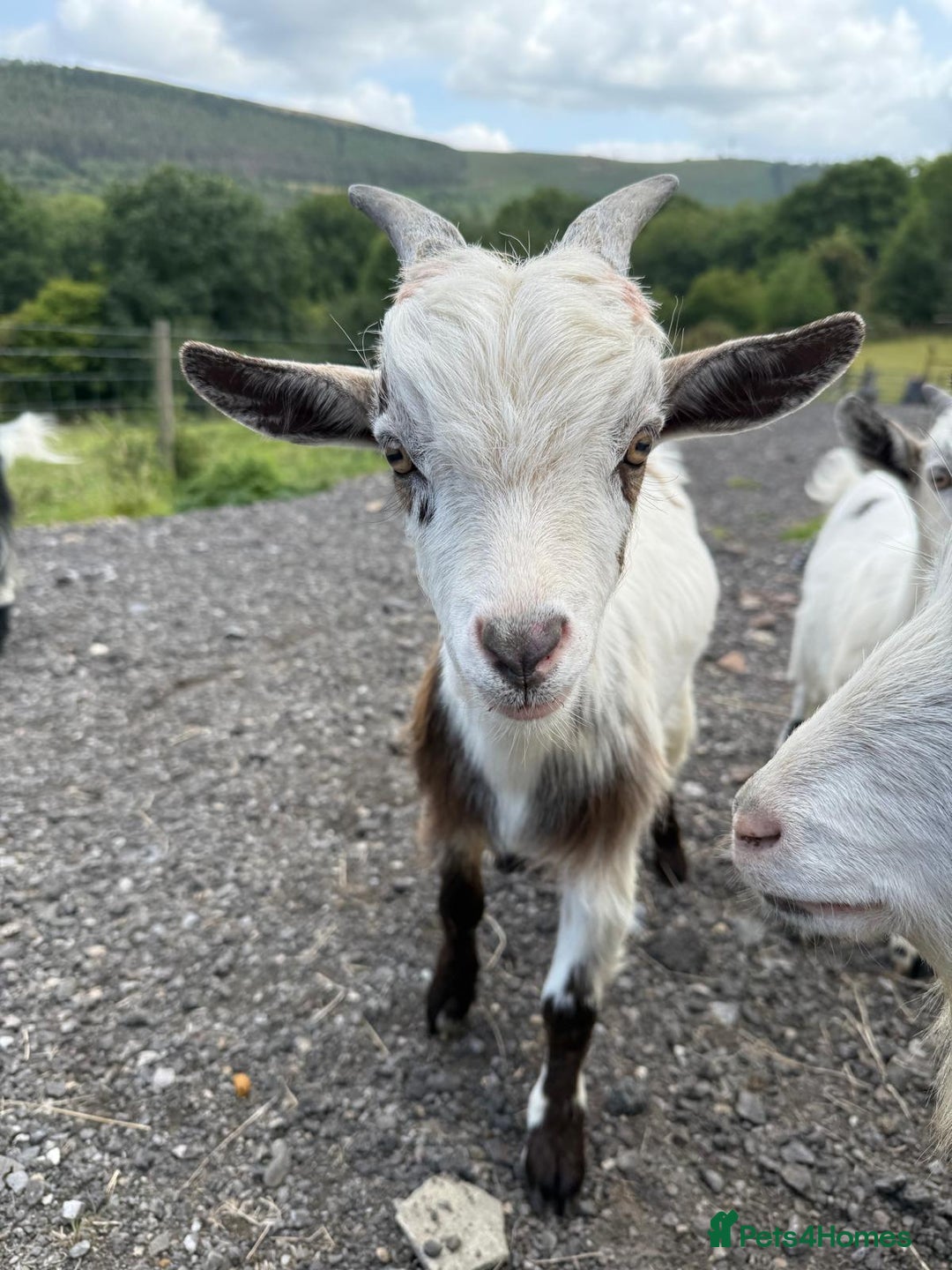 Goats livestock for sale: Pygmy Billygoat - Image 1