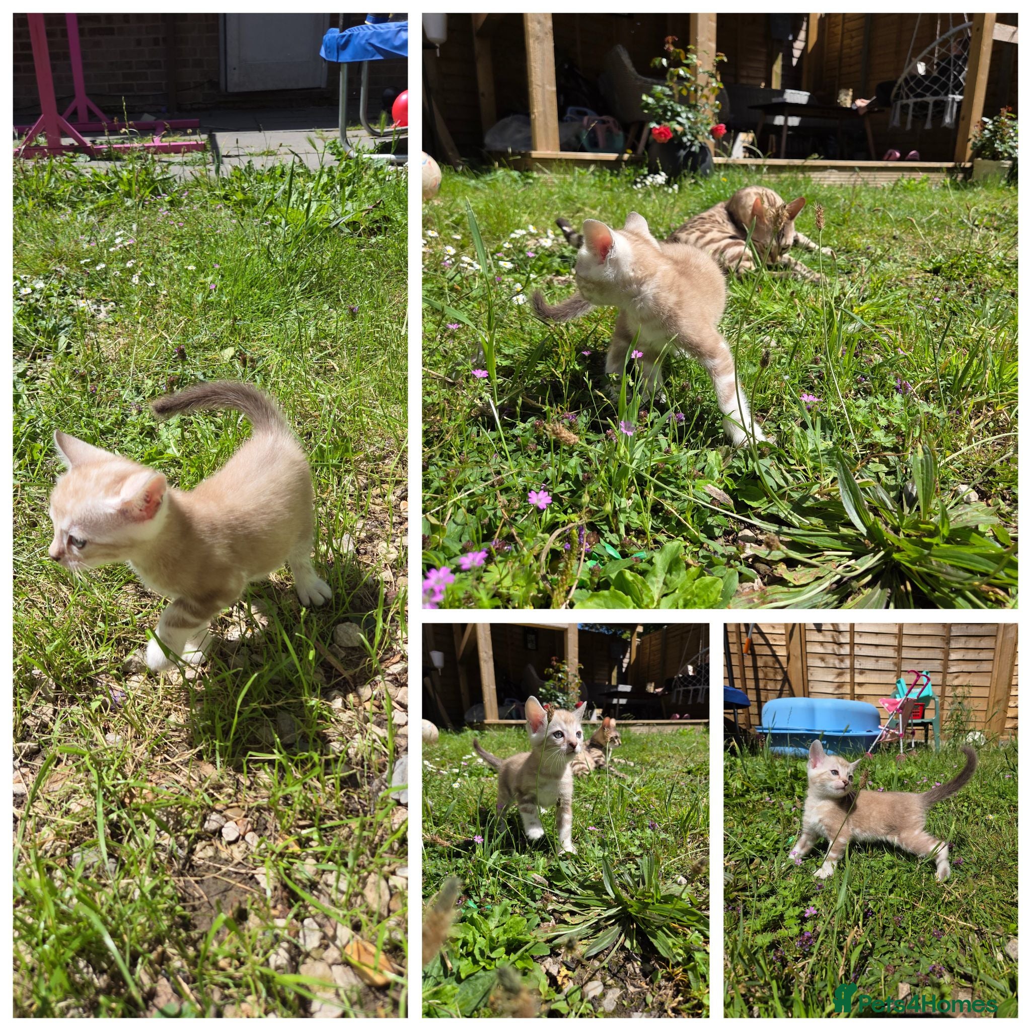 Bengal cats Pure Bengals Stunning Colour-(only 1 left)) - Advert 2
