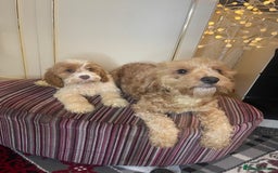 Cavapoo dogs for sale: F1 Cavapoo puppies - Advert 6