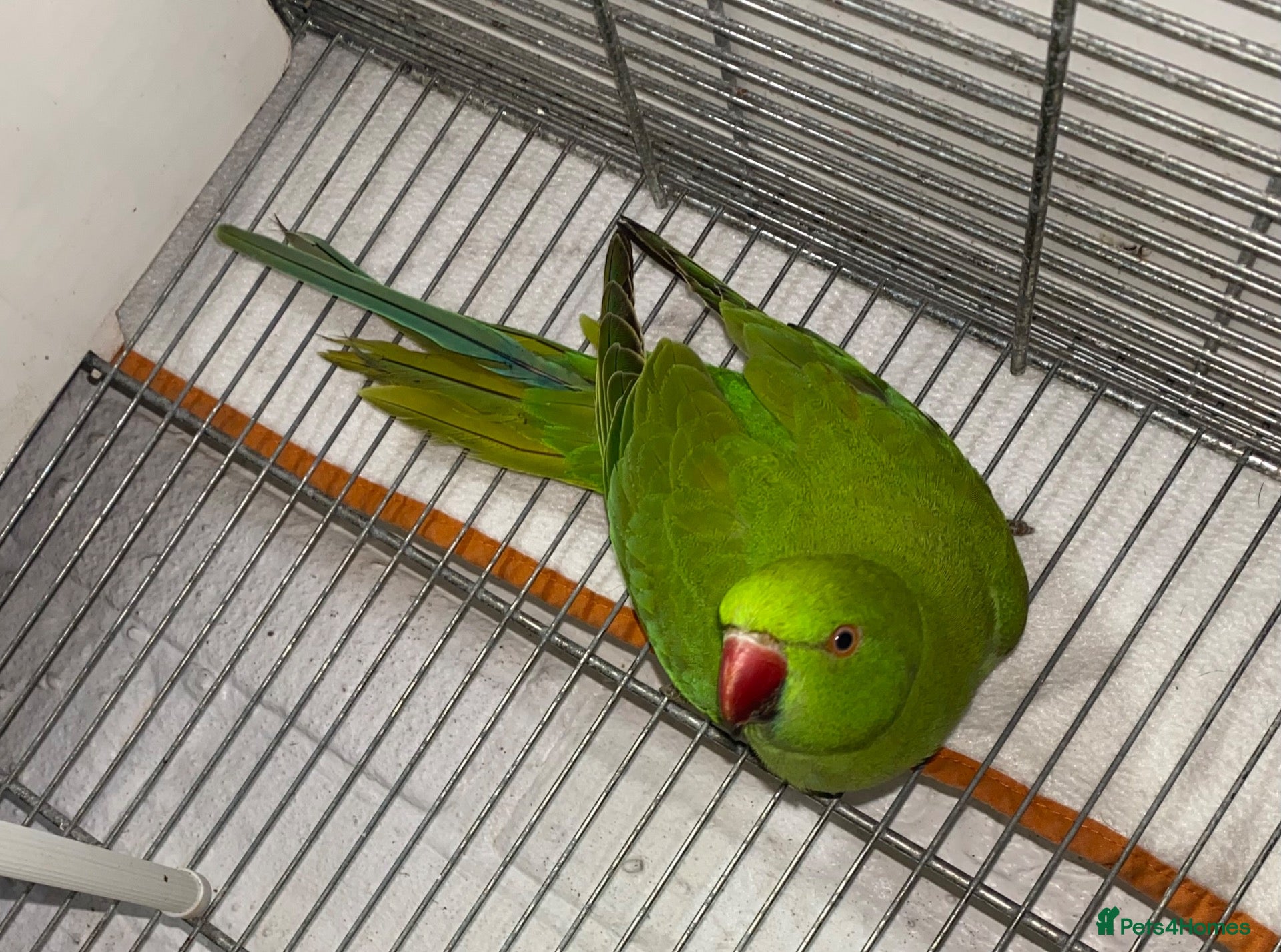 Ringnecks birds for sale: Beautiful young ringnecks for sale  - Advert 1