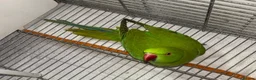 Ringnecks birds for sale: Beautiful young ringnecks for sale  in Chesterfield - Advert 1