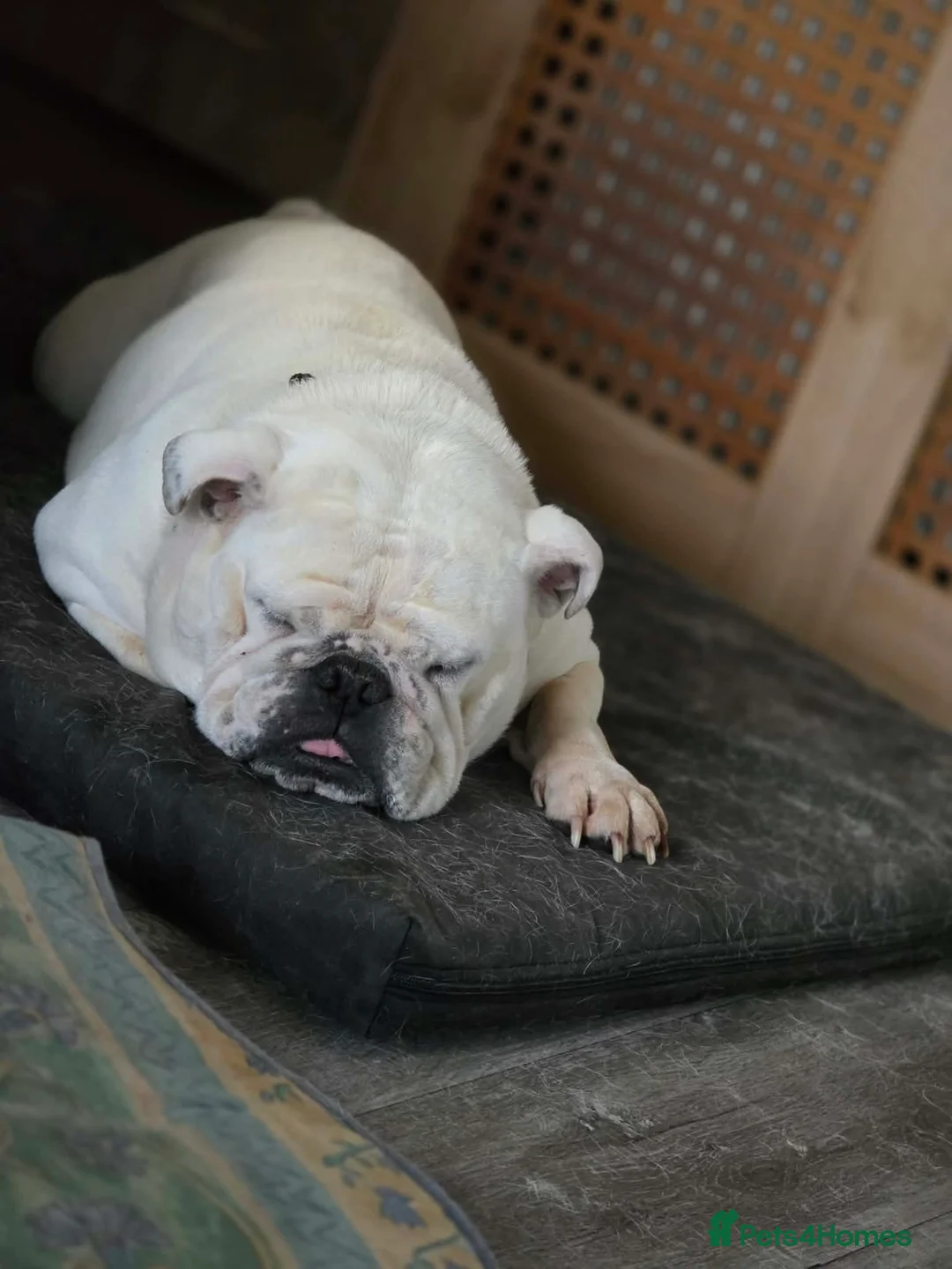 Olde English Bulldogge dogs for sale: Sophie looking for a new set of legs to sleep on in Preston - Advert 1