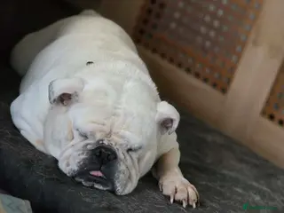 Olde English Bulldogge dogs Sophie looking for a new set of legs to sleep on - Advert 2