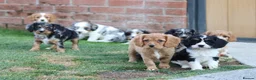 Cavapoo dogs for sale: COCKERLIERPOO puppies for sale - Advert 13
