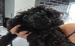 Labradoodle dogs for sale: F2b labradoodle puppy girl - Image 4