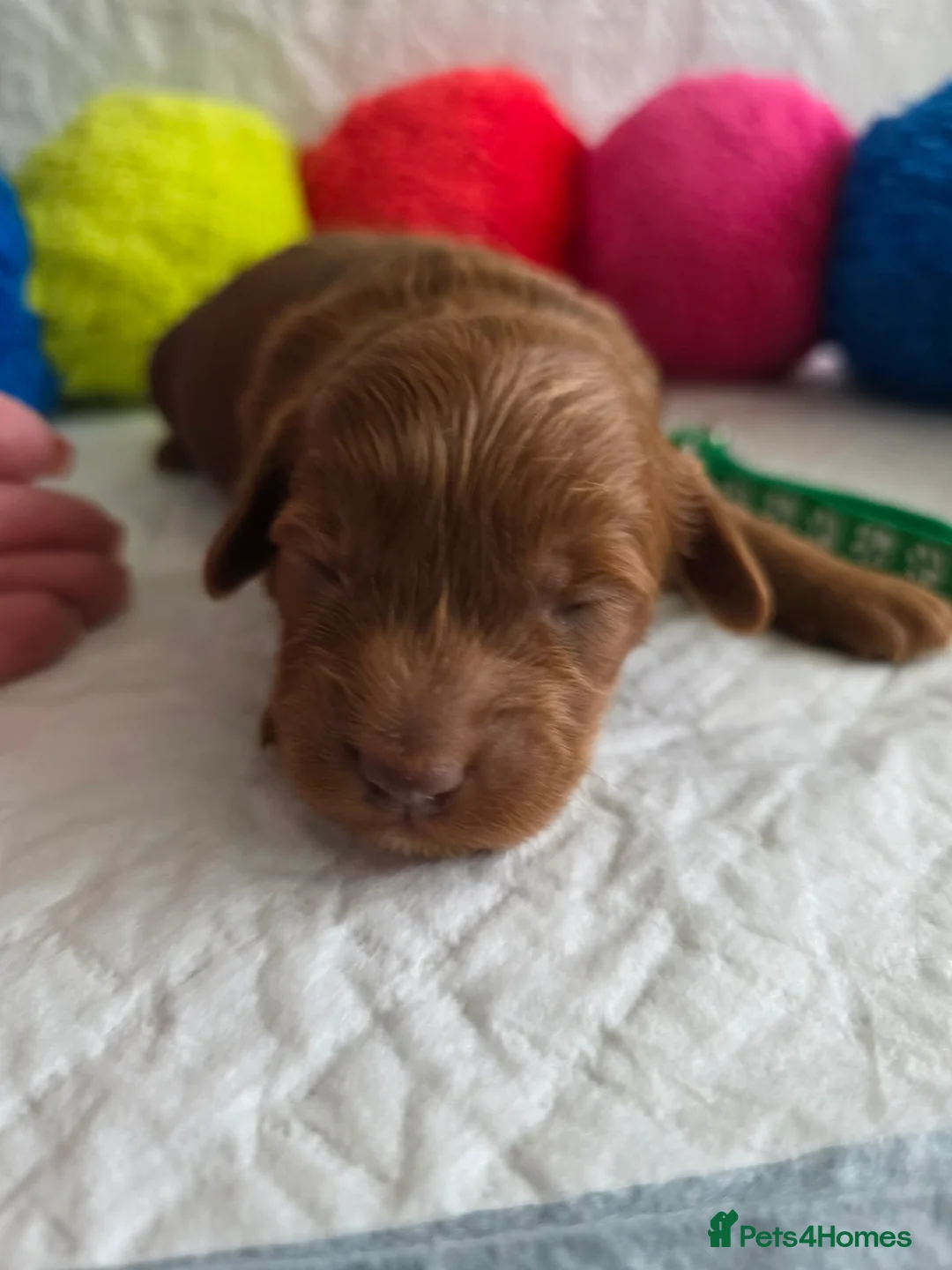 Australian Labradoodle dogs for sale:  👑 Multigen Toy Bred Australian Double Doodles 👑 - Advert 13