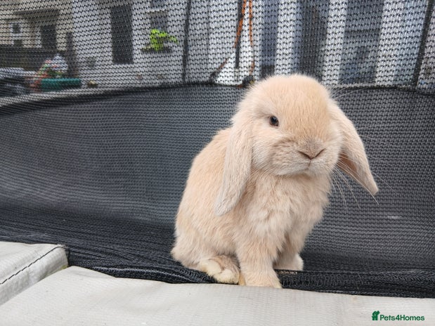Mini Lop rabbits - Advert 10