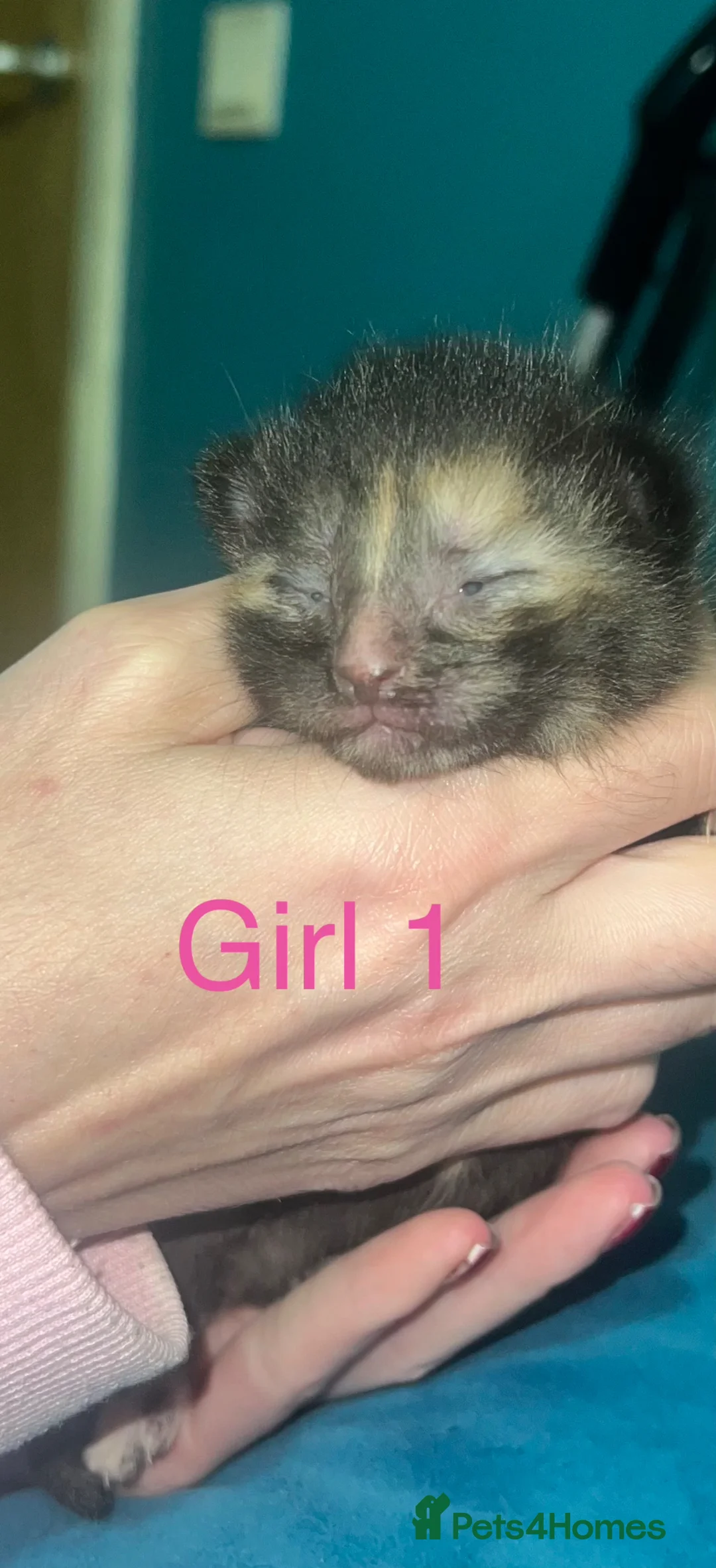Mixed Breed cats for sale: 4 beautiful kittens for sale  - Advert 2