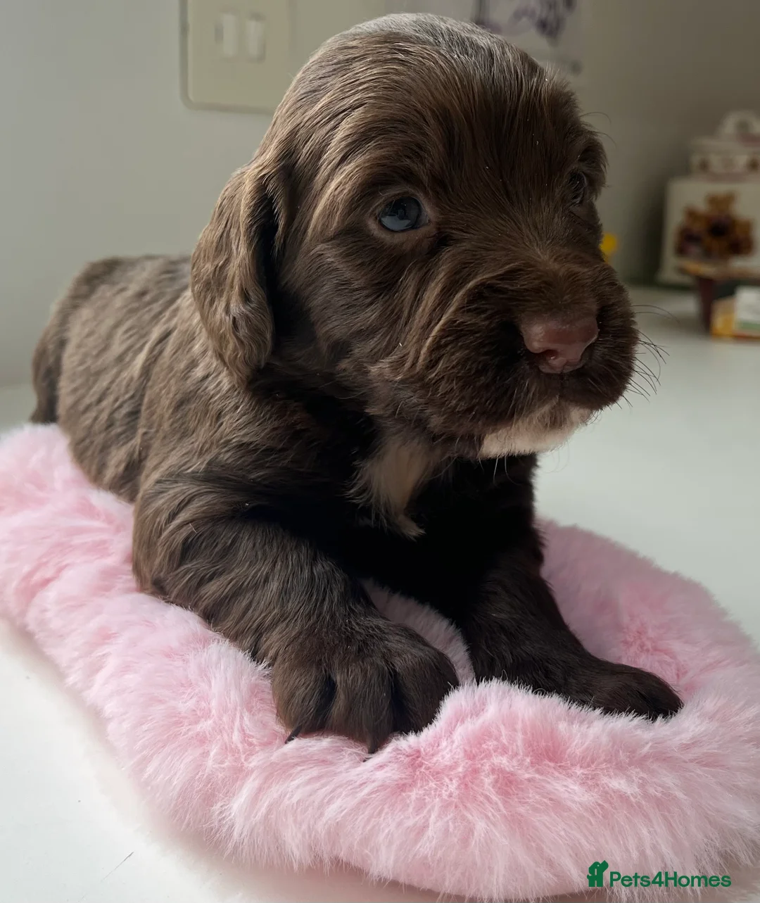 Sprocker dogs for sale: Sprocker puppies for sale  - Advert 9