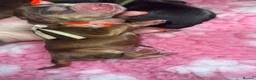 Cocker Spaniel dogs for sale: Outstanding KC registered Cocker Spaniel Puppies  - Advert 9