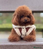 Toy Poodle dogs 🌟 Stunning Champagne Asian Toy Poodle Boy🌟 - Advert 1
