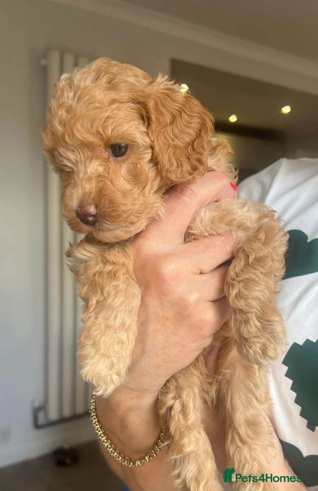 Toy Poodle dogs for sale: KC Registered Toy Poodle Treasures  - Image 10