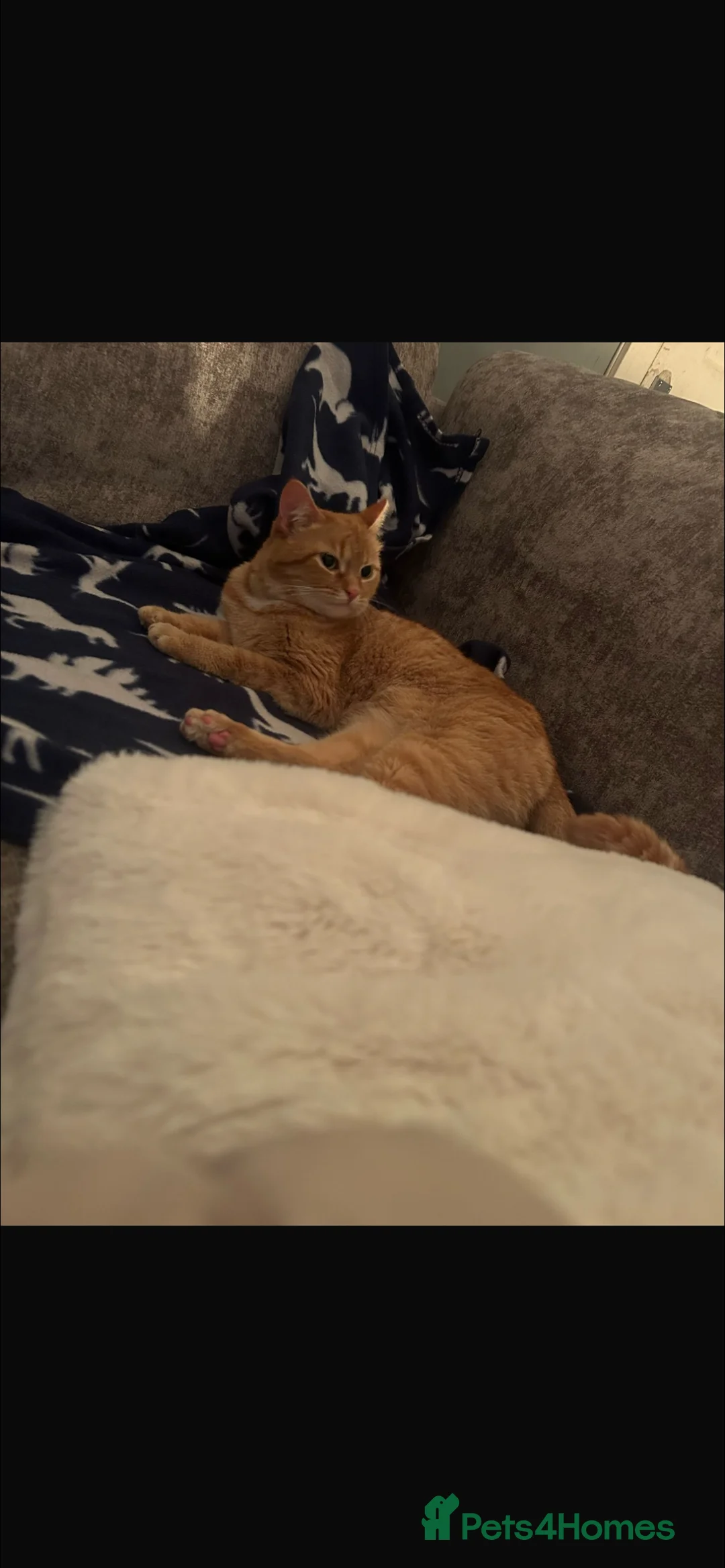 Mixed Breed cats for sale: Nahla - Advert 2