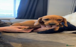 Dachshund dogs for sale: Dachshunds  - Image 4