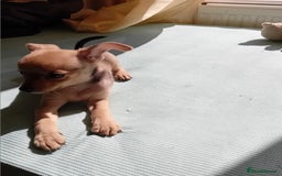 Miniature Pinscher dogs for sale: Mini pinscher for sele  - Image 3