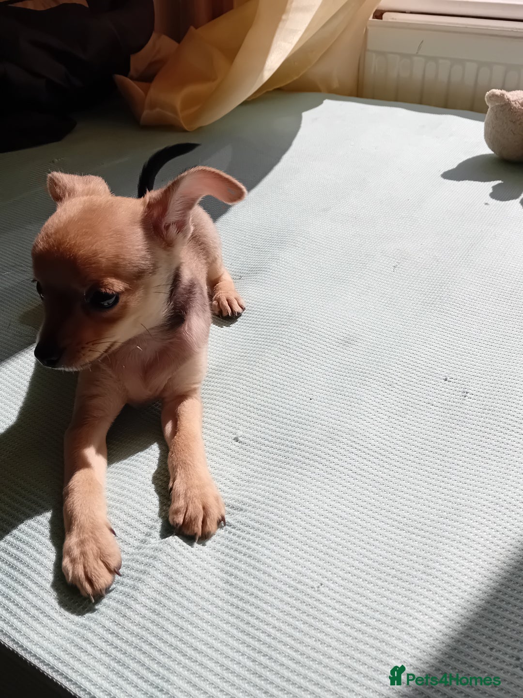 Miniature Pinscher dogs for sale: Mini pinscher for sele  - Image 3