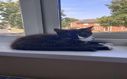 Mixed Breed cats for sale: Mixed breed black and white kitten  - Image 1
