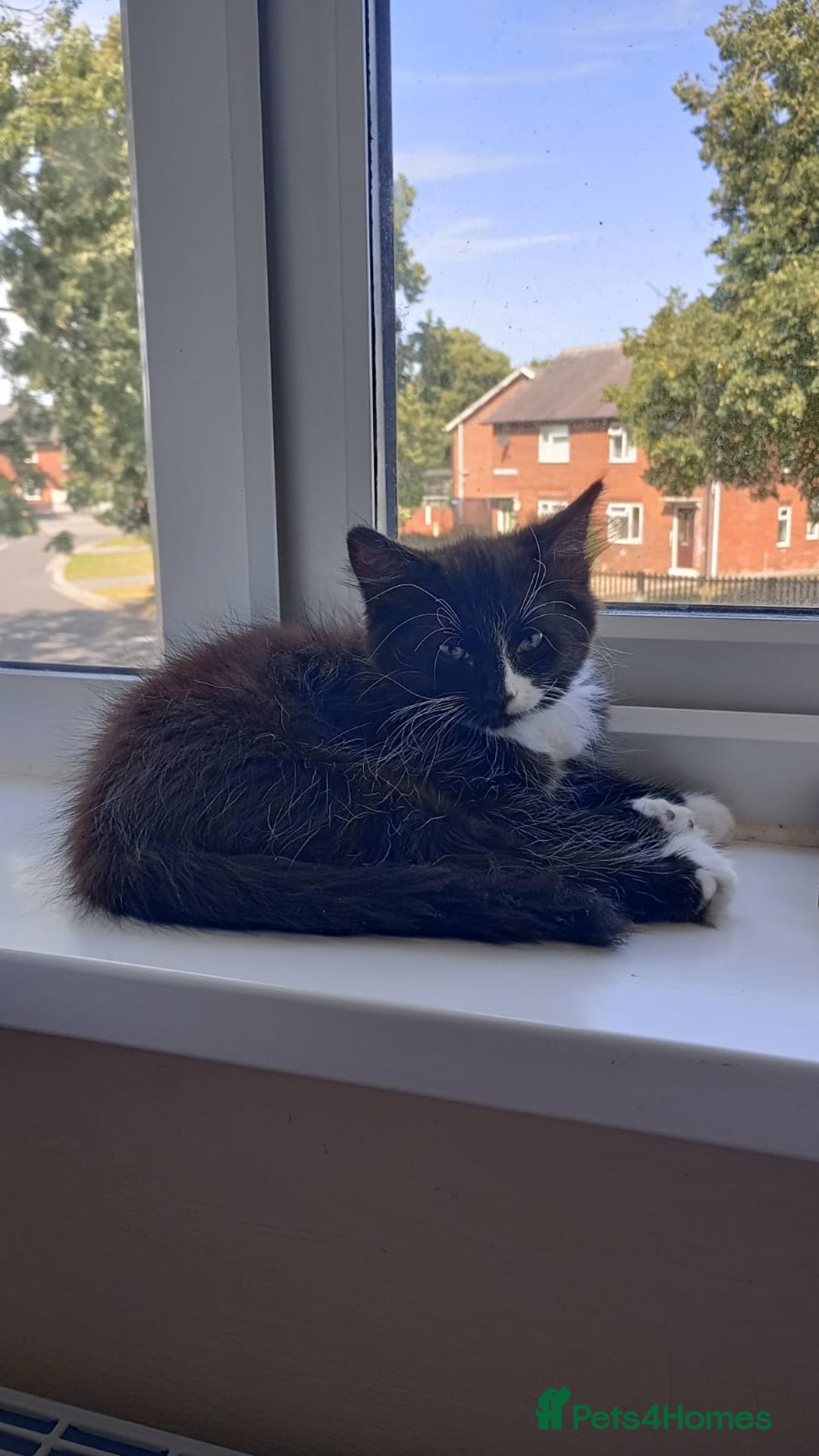 Mixed Breed cats for sale: Mixed breed black and white kitten  - Image 1