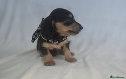 Doxiepoo dogs for sale: Adorable PRA clear daxipoos hypoallergenic  - Image 11
