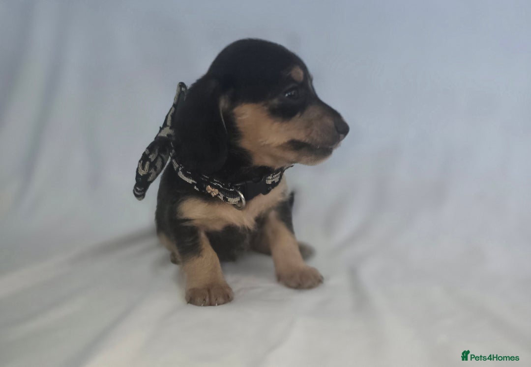 Doxiepoo dogs for sale: Adorable PRA clear daxipoos hypoallergenic  - Image 11