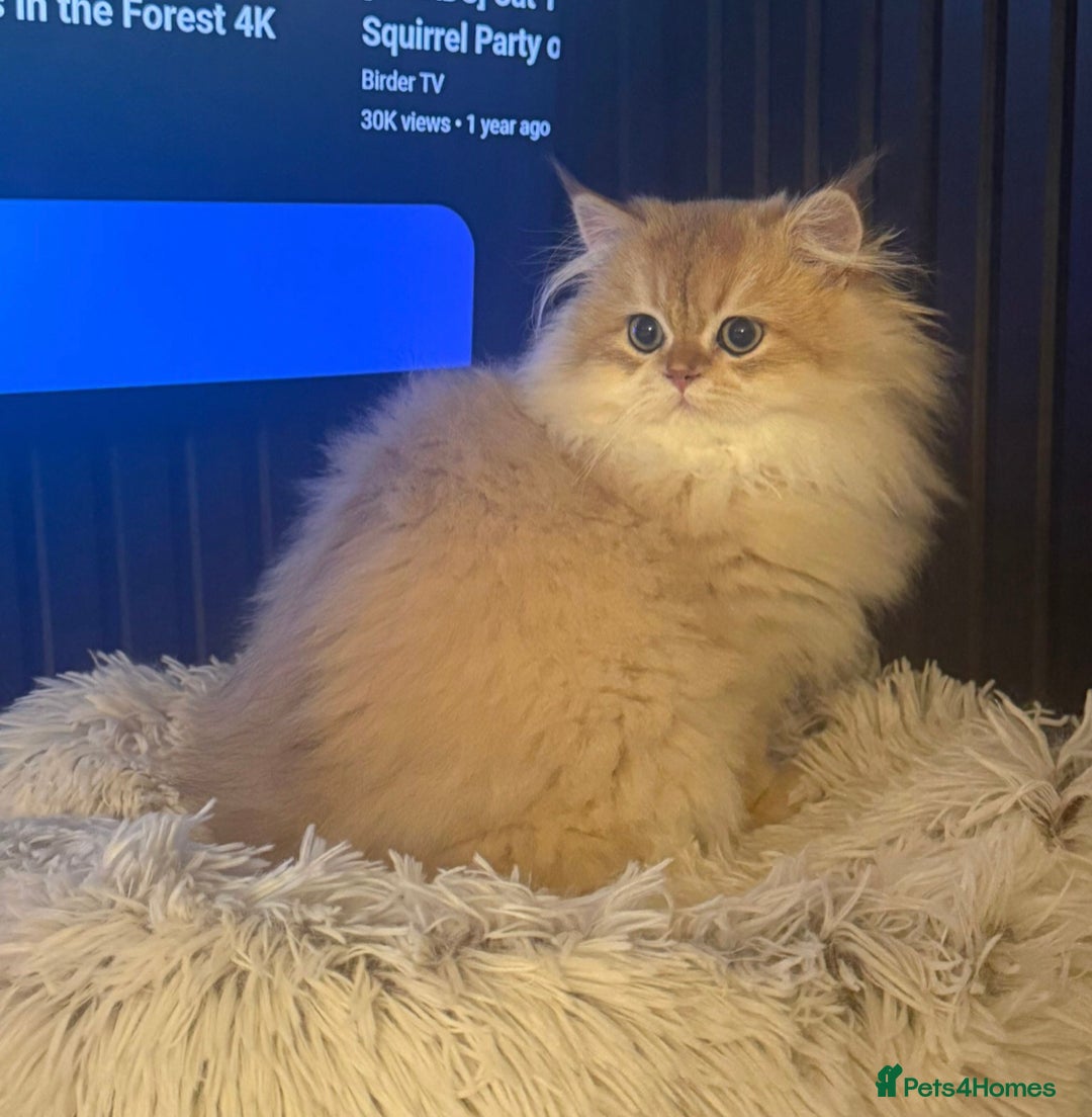British Shorthair cats for sale: Last boy - superb pedigree and clear genetic tests - Advert 19