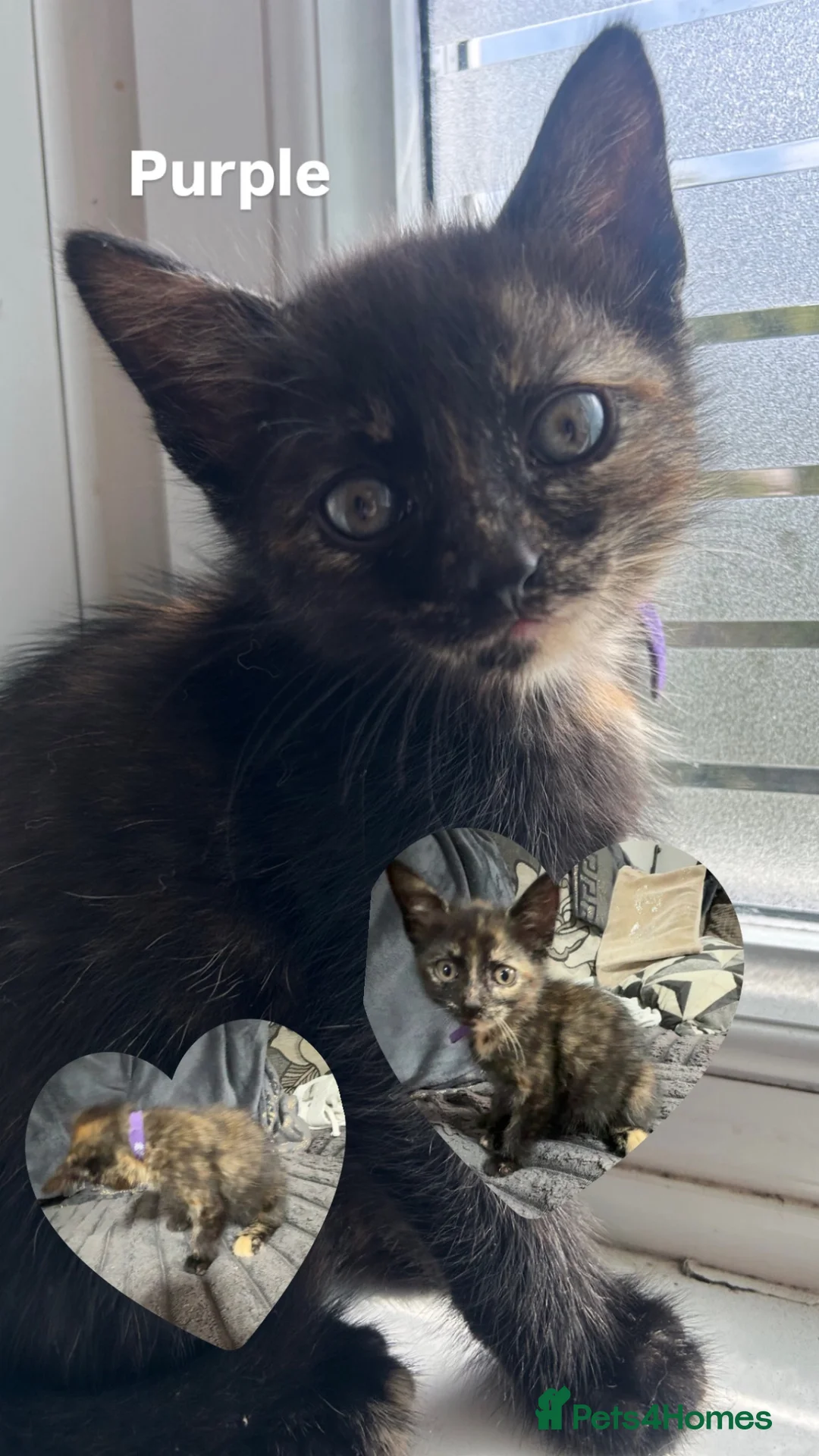 Mixed Breed cats for sale: 3 female kittens  - Advert 4