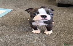 Boston Terrier dogs for sale: Boston Terrier Puppies - Image 3