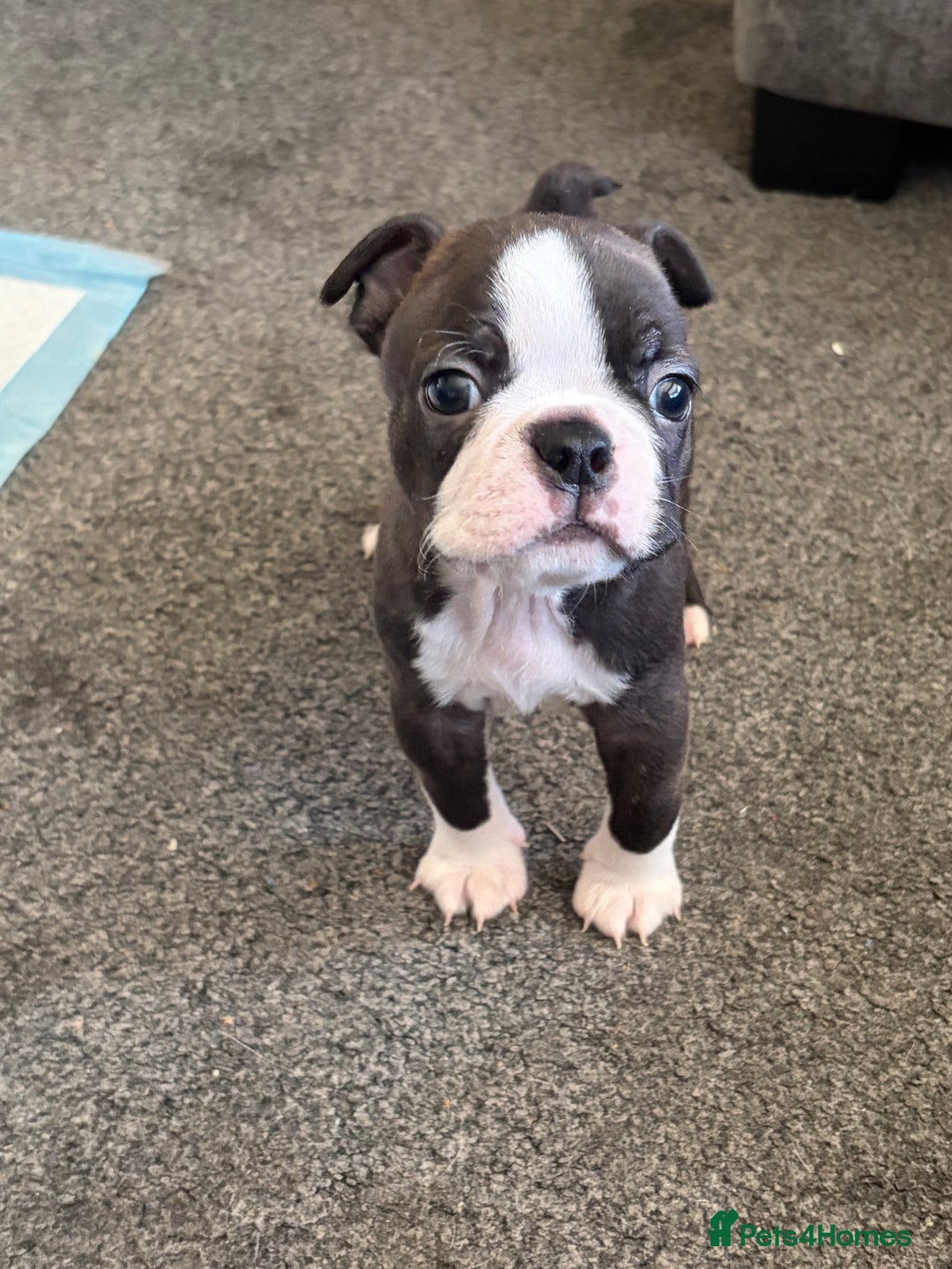 Boston Terrier dogs for sale: Boston Terrier Puppies - Image 3