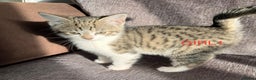 Mixed Breed cats for sale: Amazing kittens for sale  - Advert 13