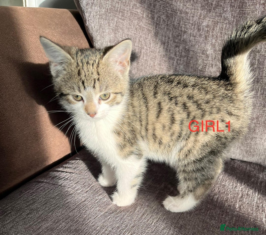 Mixed Breed cats for sale: Amazing kittens for sale  - Advert 13