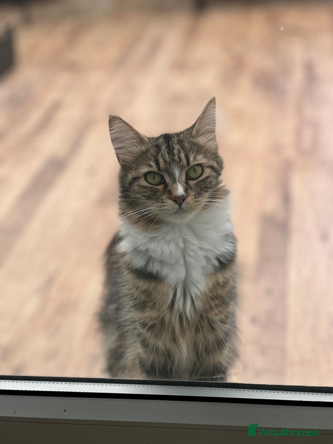 Maine Coon cats for sale: Female  shadow  - Image 4