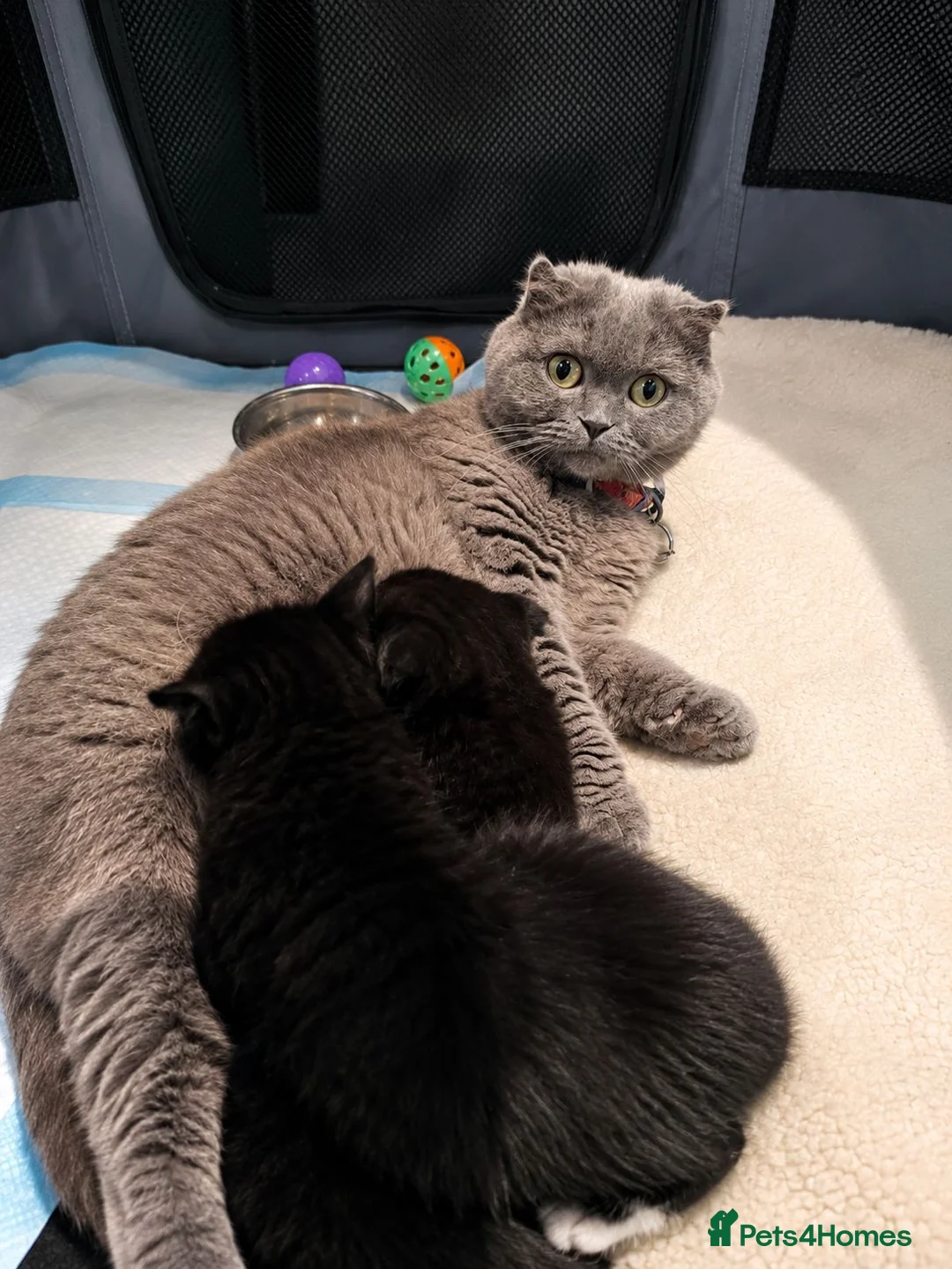 Mixed Breed cats for sale: Scottish Fold & Scottish straight Cross kittens  in Antrim - Advert 2
