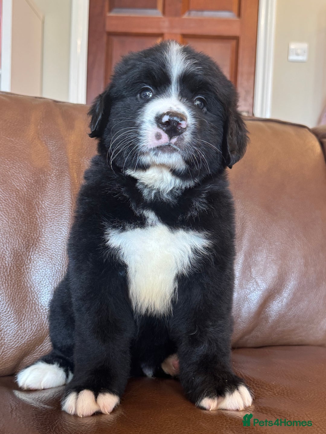 Mixed Breed dogs for sale: Labernese x Bernese mountain dog puppies  - Image 38