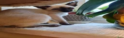 Siamese cats for sale: Exceptional Siamese Kittens - Advert 5