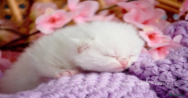 British Shorthair cats Show-Quality British Shorthair Kittens - Advert 11