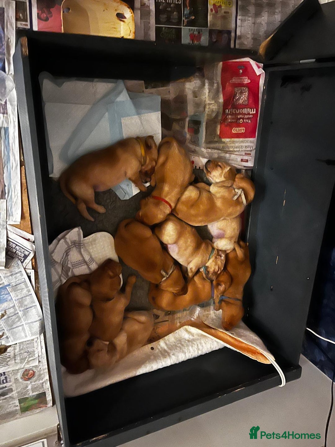 Labrador Retriever dogs for stud: Archer in Northampton - Advert 11