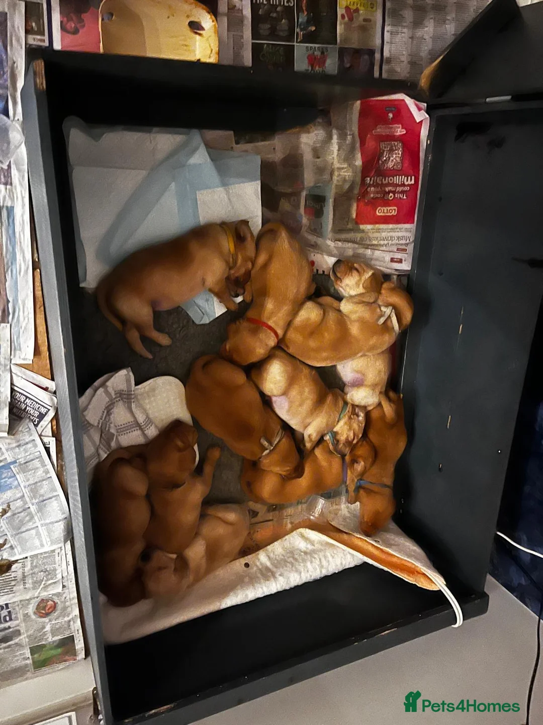 Labrador Retriever dogs for stud: Archer in Northampton - Advert 11