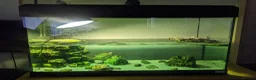 Turtle reptiles for sale: Razor-backed & Common Musk Turtle With Full Setup. in Stafford - Advert 2