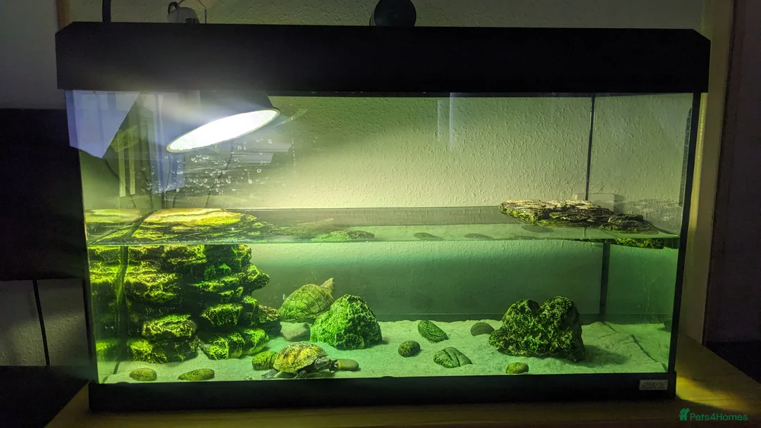 Turtle reptiles for sale: Razor-backed & Common Musk Turtle With Full Setup. in Stafford - Advert 2